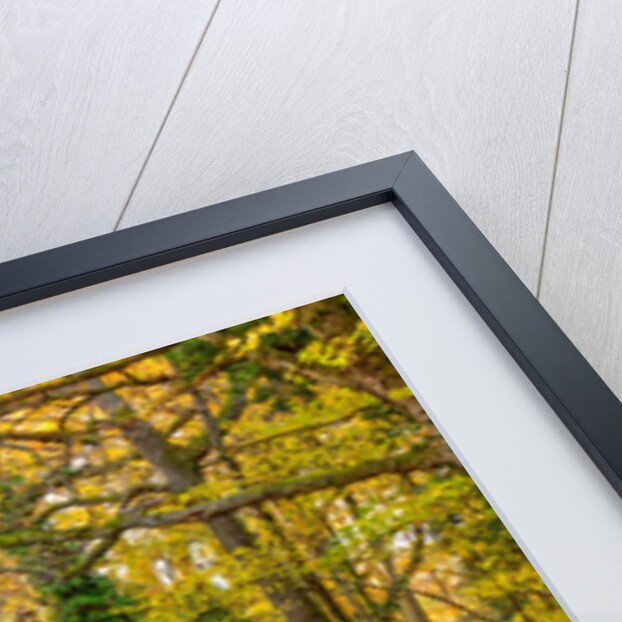 Canal through a forest by Assaf Frank